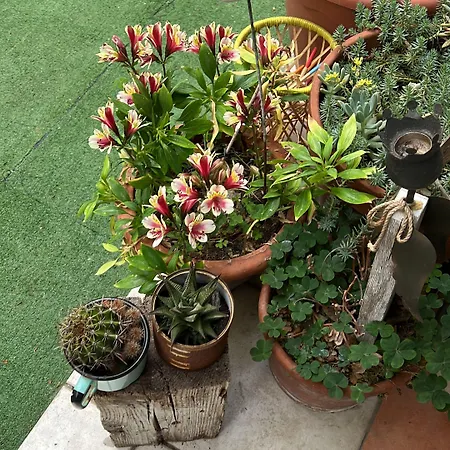 Nizza Creative 酒店